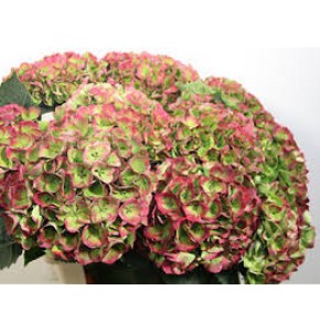 ΟΡΤΑΝΣΙΑ ΔΙΧΡΩΜΗ HYDRANGEA MAGICAL OPAL CLASSIC